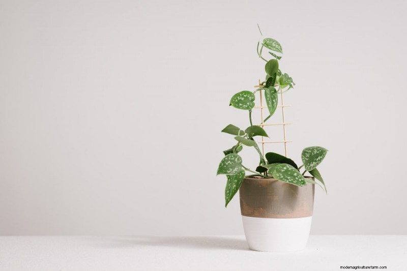 Pothos Training: 10 Easy Tips for Climbing & Trailing