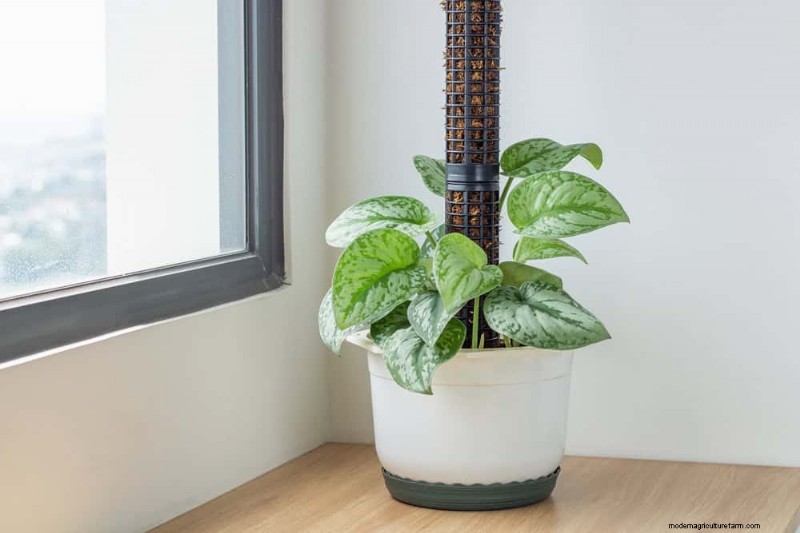 Pothos Training: 10 Easy Tips for Climbing & Trailing