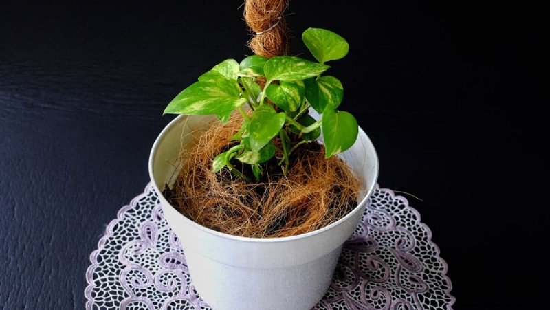 Pothos Training: 10 Easy Tips for Climbing & Trailing