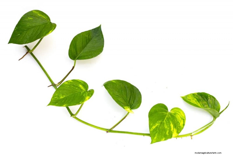 Pothos Training: 10 Easy Tips for Climbing & Trailing