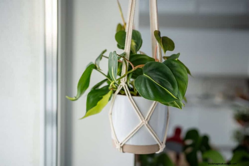 Pothos Training: 10 Easy Tips for Climbing & Trailing