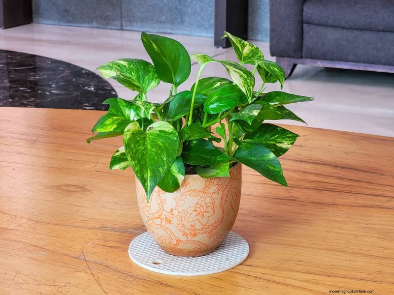 Pothos Training: 10 Easy Tips for Climbing & Trailing