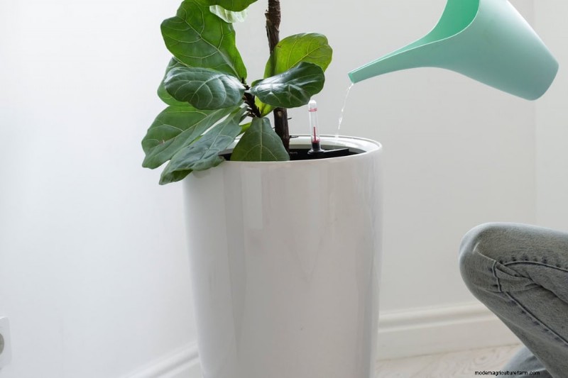 Fiddle Leaf Fig Care: 10 Expert Tips for Healthy Growth