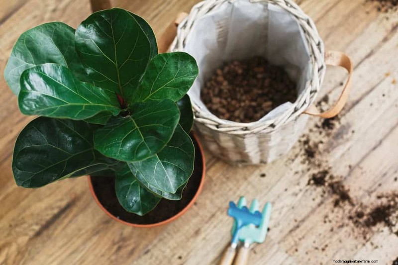 Fiddle Leaf Fig Care: 10 Expert Tips for Healthy Growth