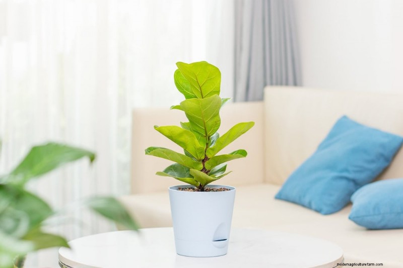 Fiddle Leaf Fig Care: 10 Expert Tips for Healthy Growth