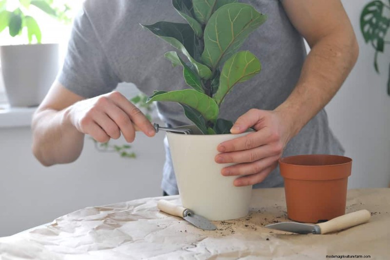 Fiddle Leaf Fig Care: 10 Expert Tips for Healthy Growth