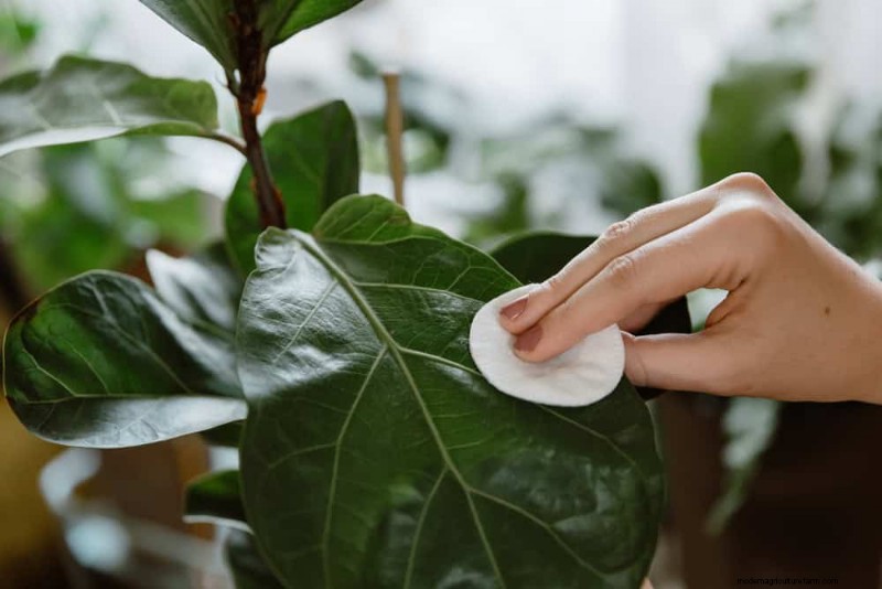 Fiddle Leaf Fig Care: 10 Expert Tips for Healthy Growth