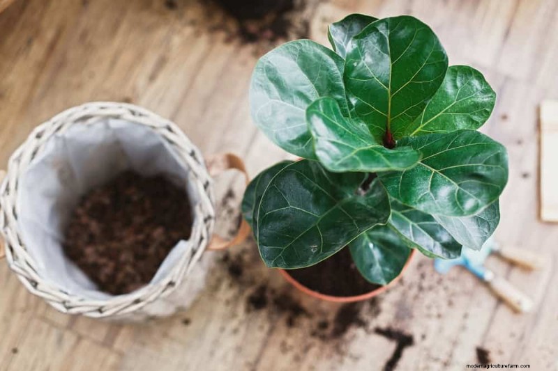 Fiddle Leaf Fig Care: 10 Expert Tips for Healthy Growth