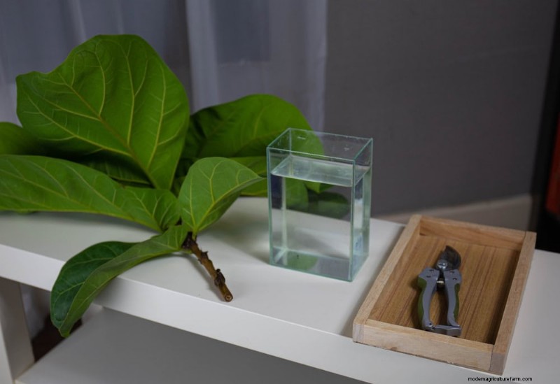 Fiddle Leaf Fig Care: 10 Expert Tips for Healthy Growth