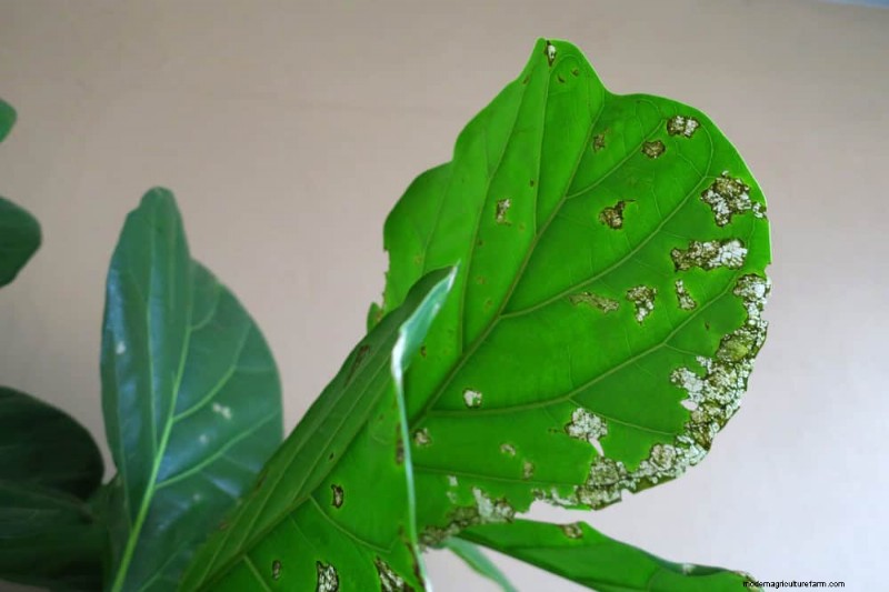 Fiddle Leaf Fig Care: 10 Expert Tips for Healthy Growth