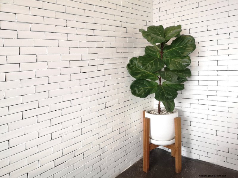 10 Proven Ways to Boost Fiddle Leaf Fig Growth