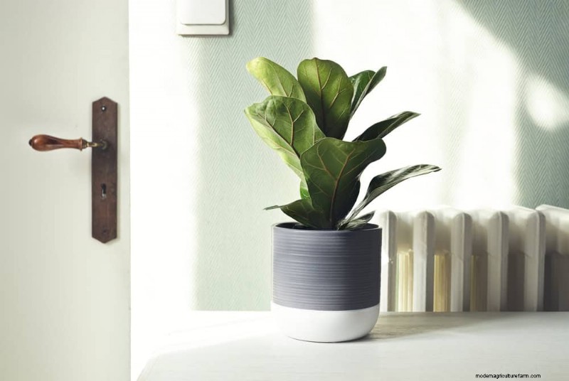 10 Proven Ways to Boost Fiddle Leaf Fig Growth