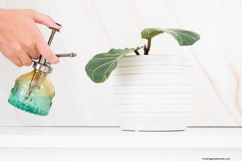 10 Proven Ways to Boost Fiddle Leaf Fig Growth