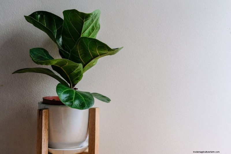 10 Proven Ways to Boost Fiddle Leaf Fig Growth