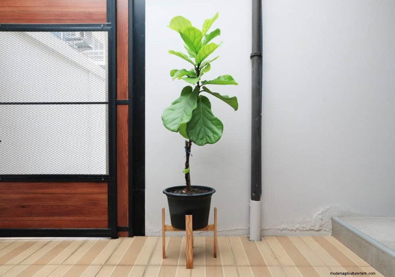 10 Proven Ways to Boost Fiddle Leaf Fig Growth