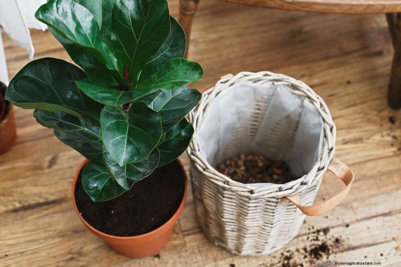 10 Proven Ways to Boost Fiddle Leaf Fig Growth
