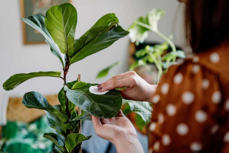 10 Proven Ways to Boost Fiddle Leaf Fig Growth