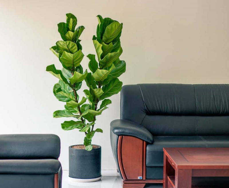 10 Proven Ways to Boost Fiddle Leaf Fig Growth
