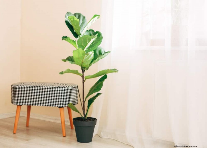 10 Proven Ways to Boost Fiddle Leaf Fig Growth