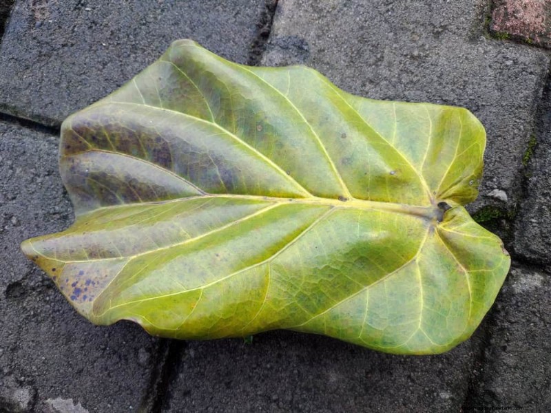Fiddle Leaf Fig Problems: Troubleshooting & Solutions