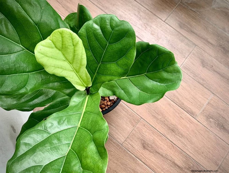 Fiddle Leaf Fig Problems: Troubleshooting & Solutions