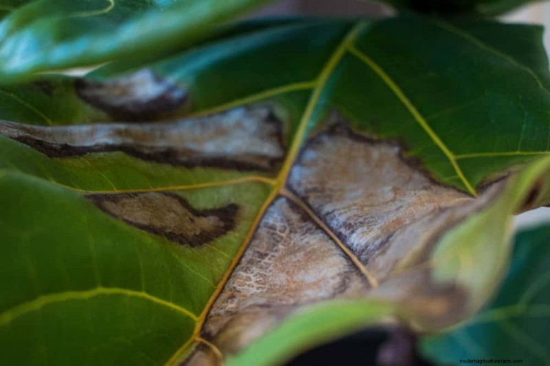 Fiddle Leaf Fig Problems: Troubleshooting & Solutions