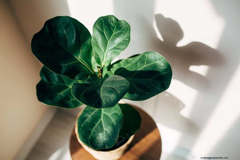 Fiddle Leaf Fig Problems: Troubleshooting & Solutions