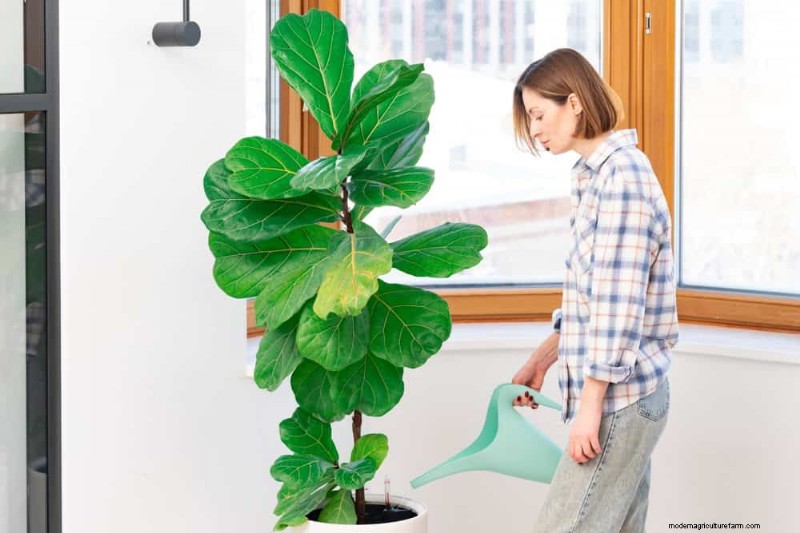 Fiddle Leaf Fig Problems: Troubleshooting & Solutions