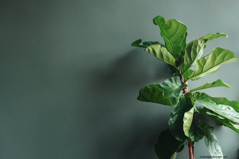 Fiddle Leaf Fig Problems: Troubleshooting & Solutions
