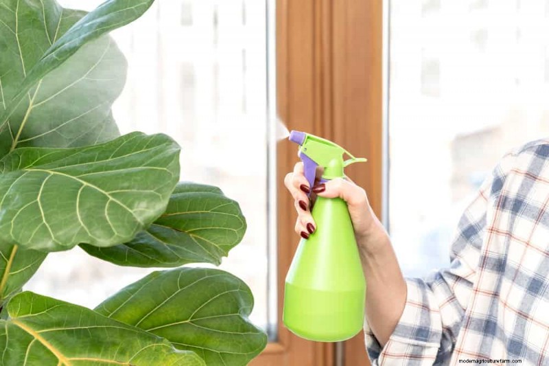 Fiddle Leaf Fig Problems: Troubleshooting & Solutions