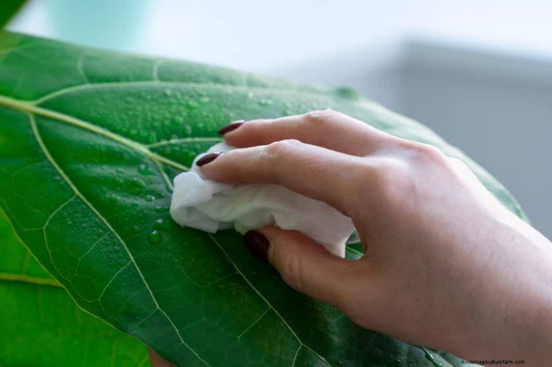 Fiddle Leaf Fig Problems: Troubleshooting & Solutions