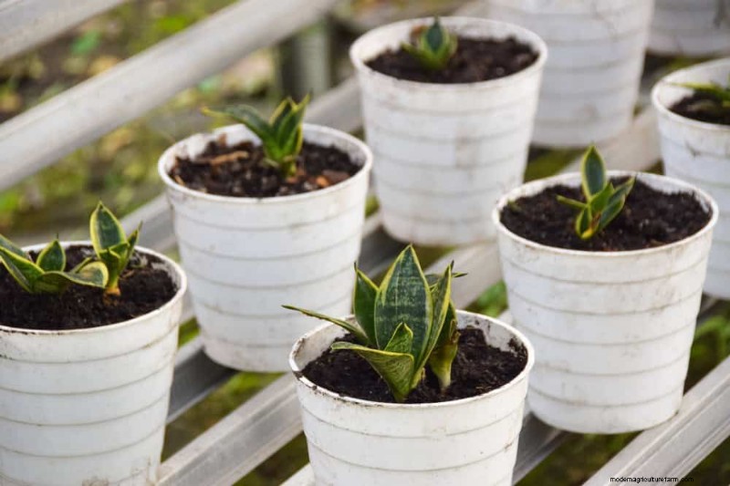 Snake Plant Care: 10 Expert Tips for Optimal Growth