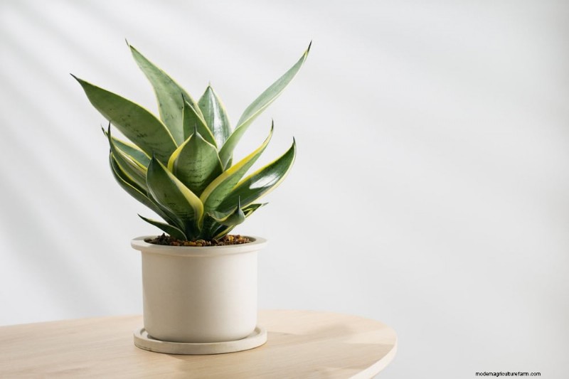 Snake Plant Care: 10 Expert Tips for Optimal Growth