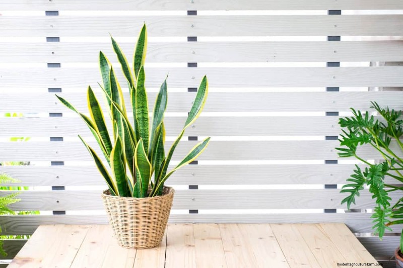 Snake Plant Care: 10 Expert Tips for Optimal Growth