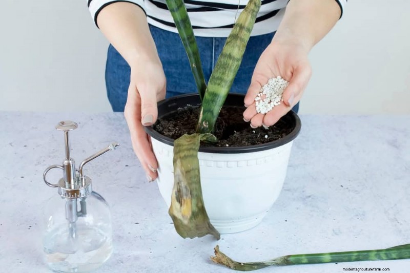 Snake Plant Care: 10 Expert Tips for Optimal Growth