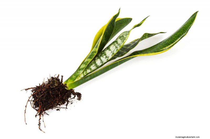 Snake Plant Care: 10 Expert Tips for Optimal Growth