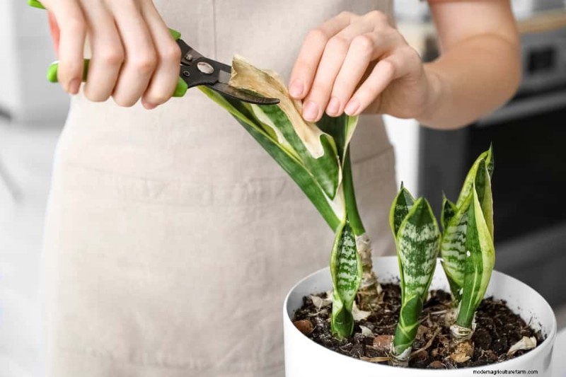 Snake Plant Care: 10 Expert Tips for Optimal Growth