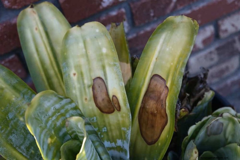 Snake Plant Care: 10 Expert Tips for Optimal Growth