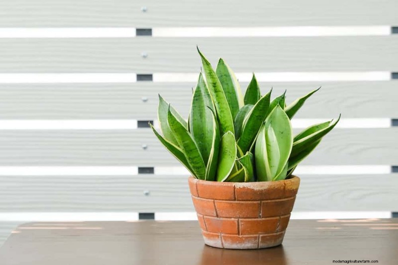 Snake Plant Care: 10 Expert Tips for Optimal Growth