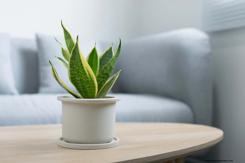 Snake Plant Care: 10 Expert Tips for Optimal Growth