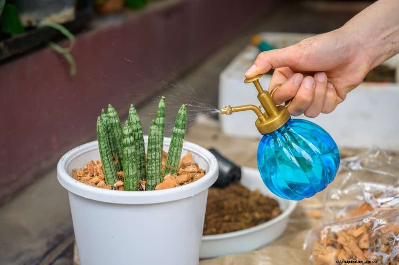 Snake Plant Care: 10 Expert Tips for Optimal Growth