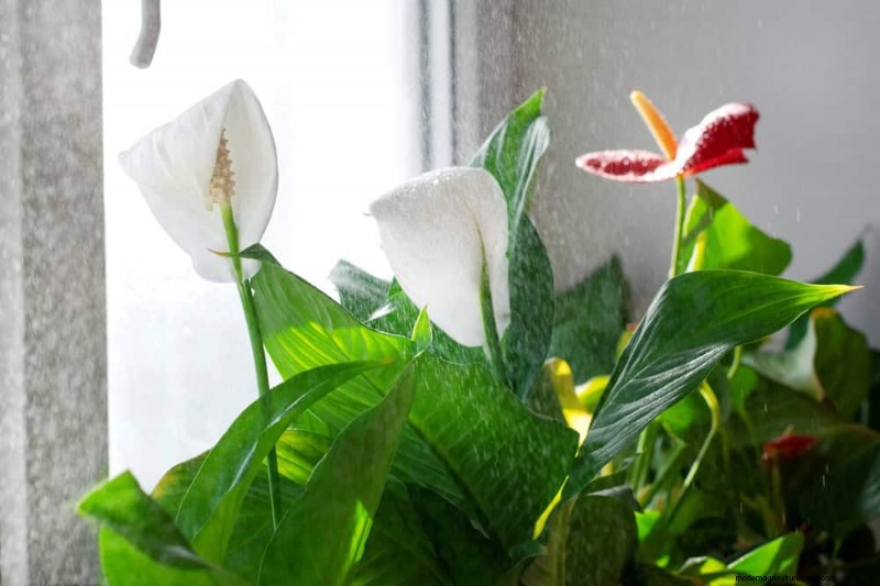 Peace Lily Care: Debunking 10 Common Myths for Thriving Plants