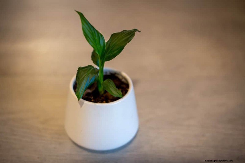Peace Lily Care: Debunking 10 Common Myths for Thriving Plants