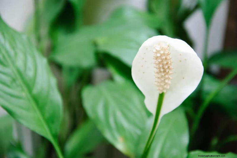 Peace Lily Care: Debunking 10 Common Myths for Thriving Plants