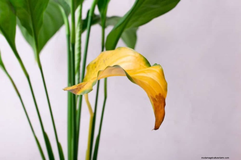 Peace Lily Care: Debunking 10 Common Myths for Thriving Plants
