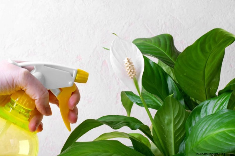 Peace Lily Care: Debunking 10 Common Myths for Thriving Plants