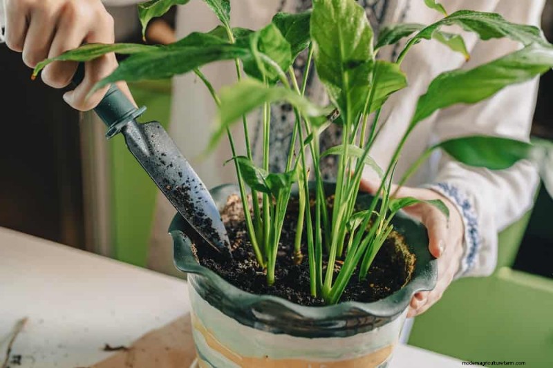Peace Lily Care: Debunking 10 Common Myths for Thriving Plants