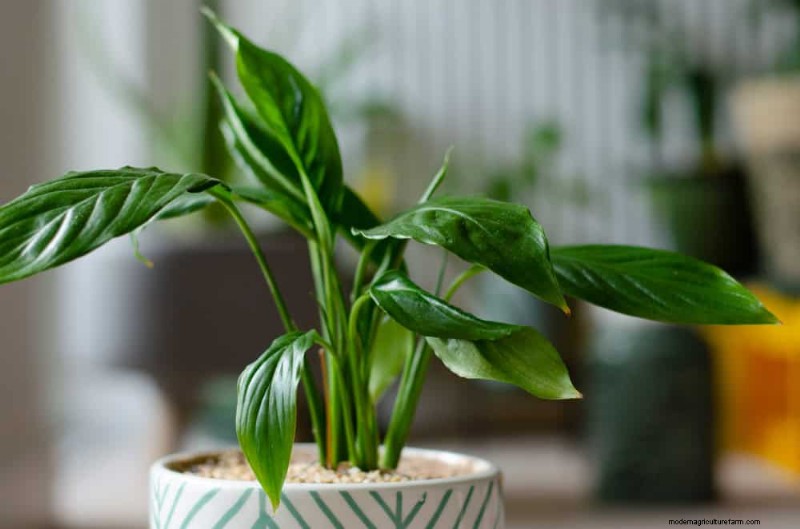 Peace Lily Care: Debunking 10 Common Myths for Thriving Plants