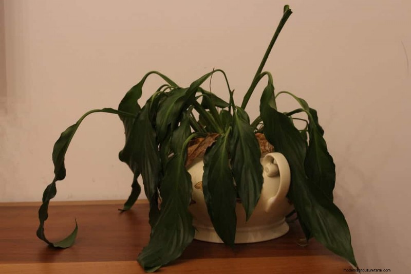 Peace Lily Care: Debunking 10 Common Myths for Thriving Plants