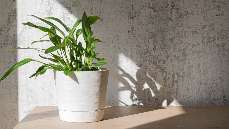 Is Your Peace Lily Not Thriving? 7 Signs It Needs More Light